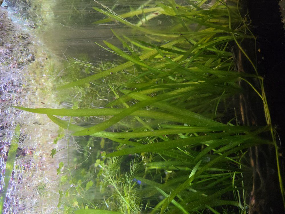aquarium long grass starts