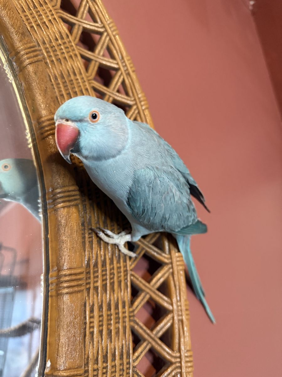 2 yo male Indian ring neck and set up