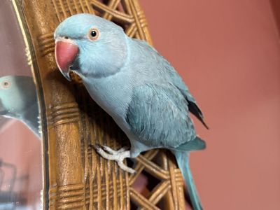 2 yo male Indian ring neck and set up