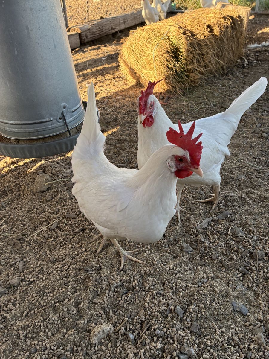 White Leghorn Chickens/Hens - Excellent Layers, Ready for New Home