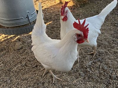 White Leghorn Chickens/Hens - Excellent Layers, Ready for New Home