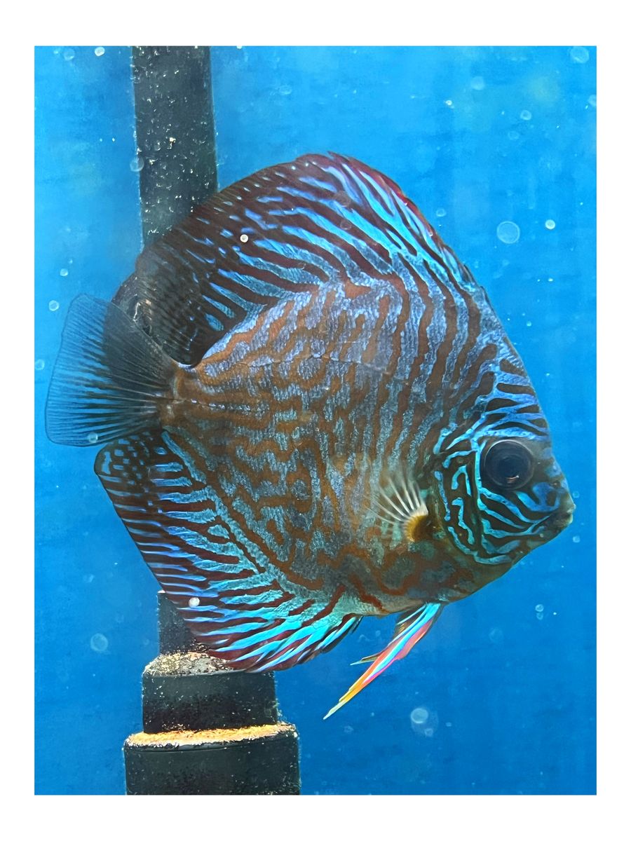 Discus Fish 4”