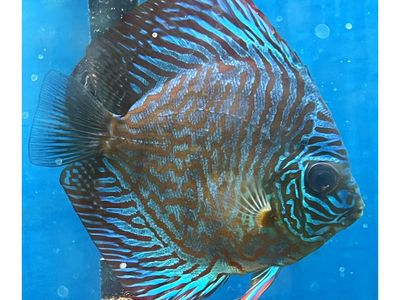 Discus Fish 4”