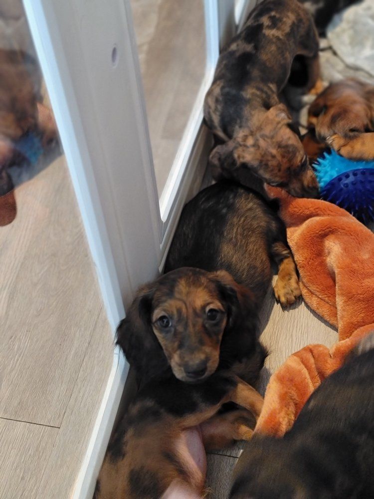 Dachshund Puppies For Sale - Multiple Colors, Male & Female Available
