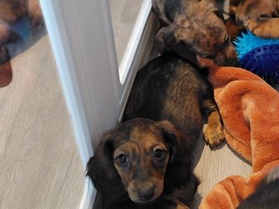 Dachshund Puppies For Sale - Multiple Colors, Male & Female Available
