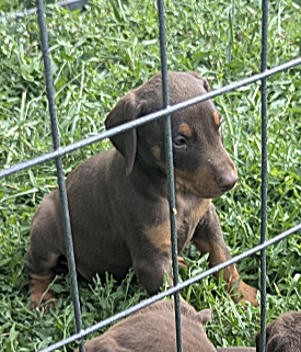 AKC Doberman Puppies - Almost ready to leave!