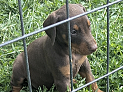 AKC Doberman Puppies - Almost ready to leave!