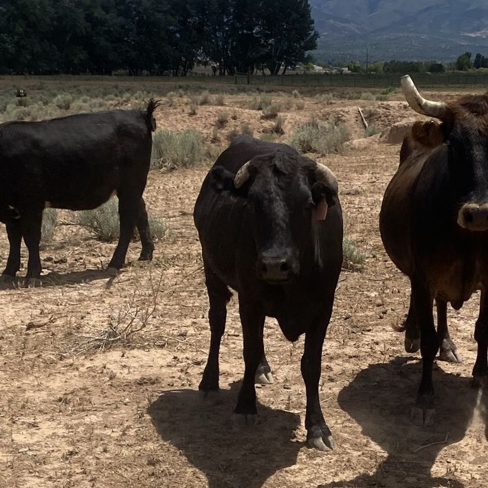 Two bred Corriente Heifers