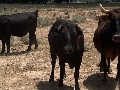 Two bred Corriente Heifers