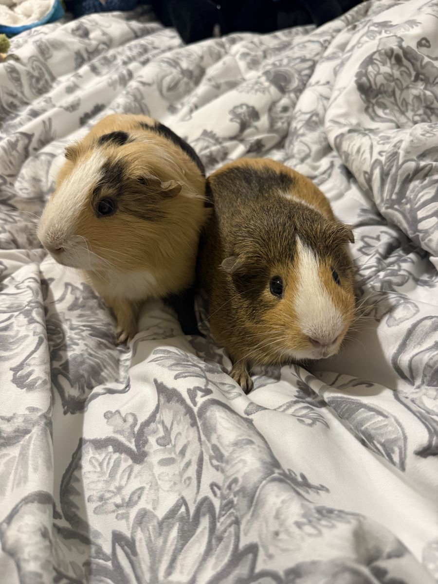 2 male guinea pigs
