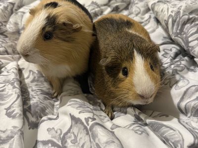 2 male guinea pigs