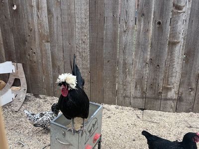 White crested Polish Rooster
