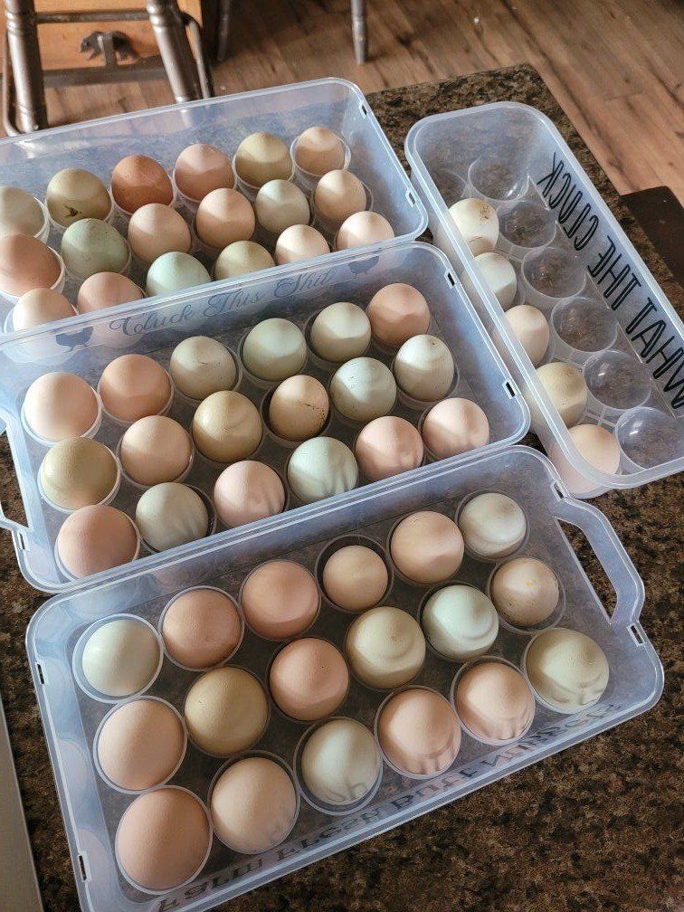 Fresh Chicken Eggs