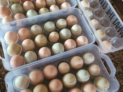 Fresh Chicken Eggs