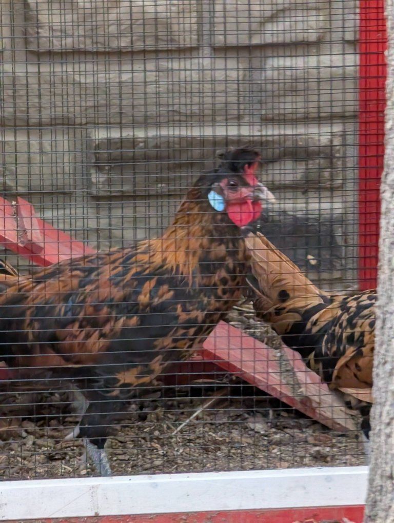 Free rooster