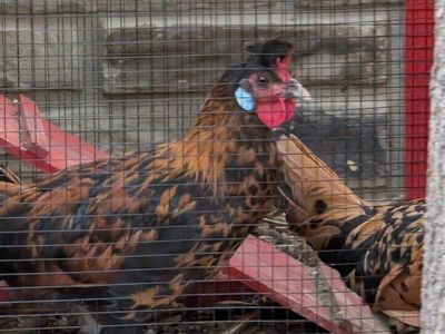 Free rooster