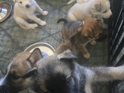 4 Puppies left ready for their forever home.