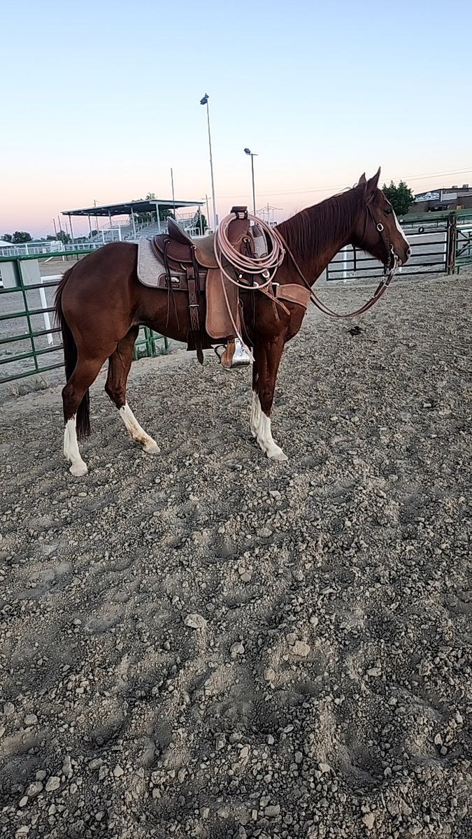 Broke mare