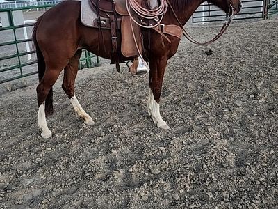 Broke mare