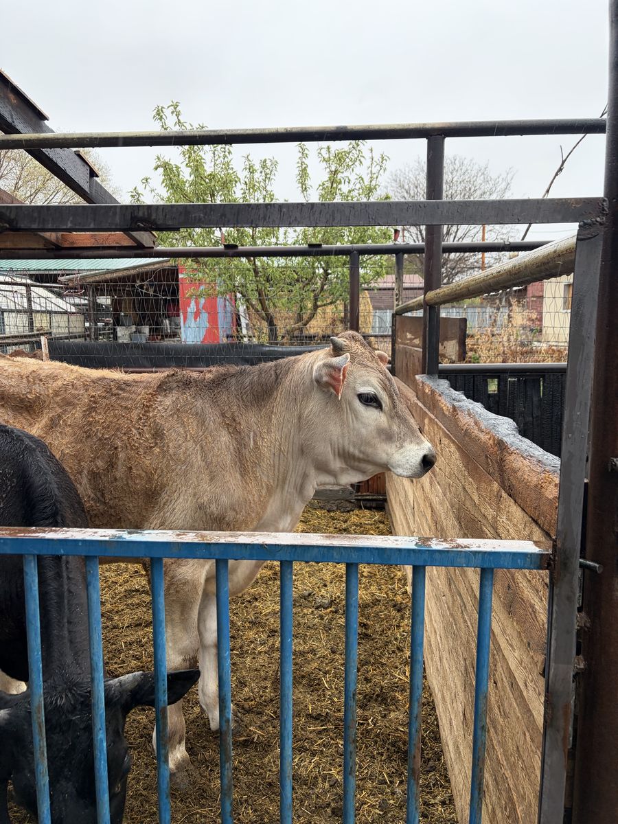 Angus/ Brown Swiss Steer