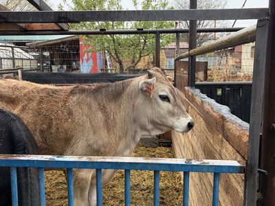 Angus/ Brown Swiss Steer