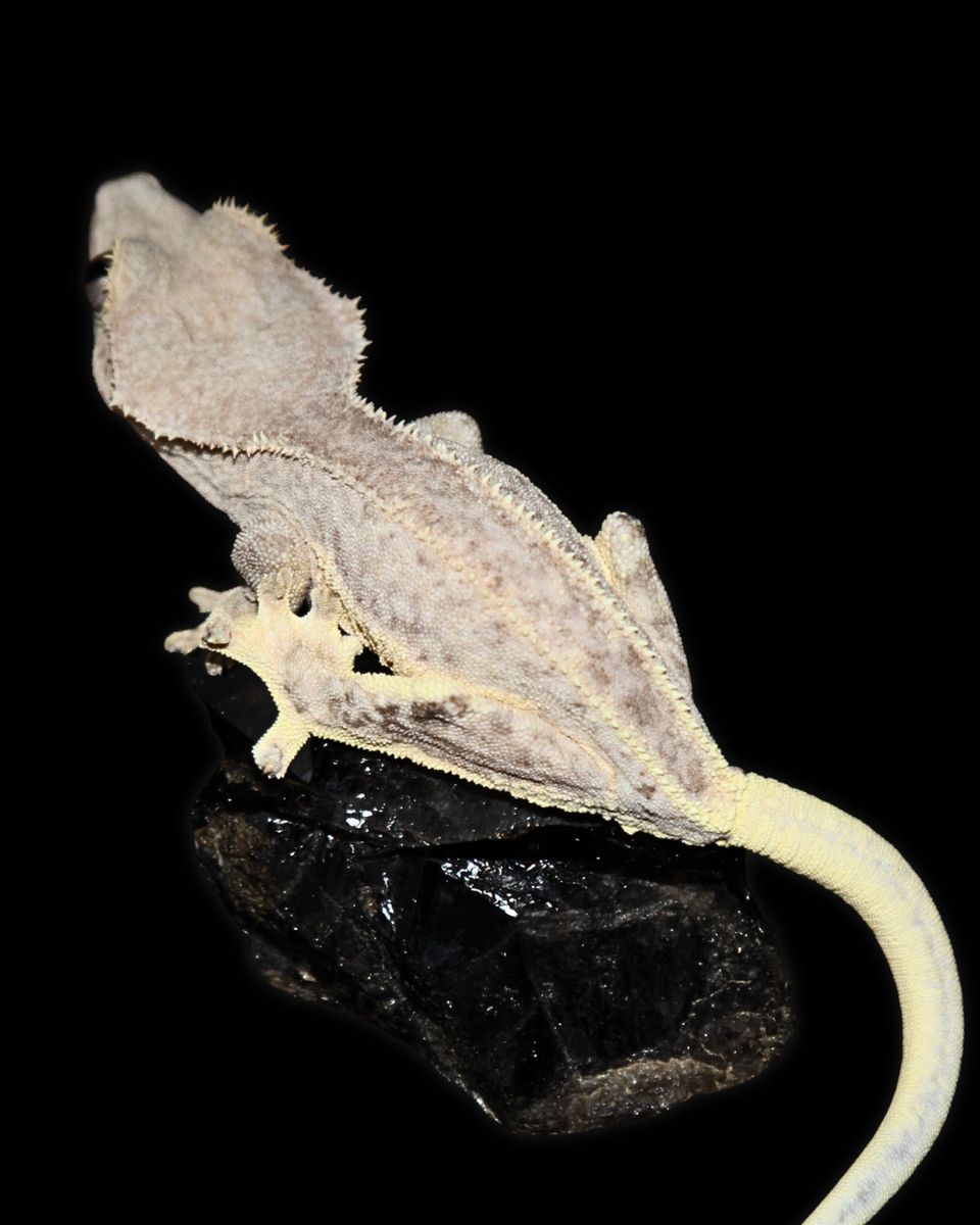 Crested Geckos - High end assortment