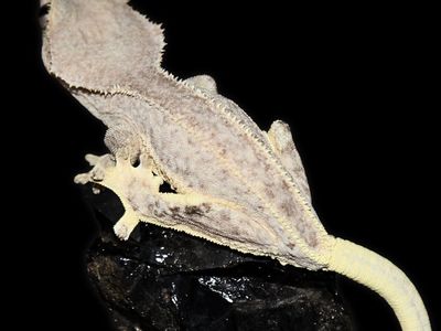 Crested Geckos - High end assortment