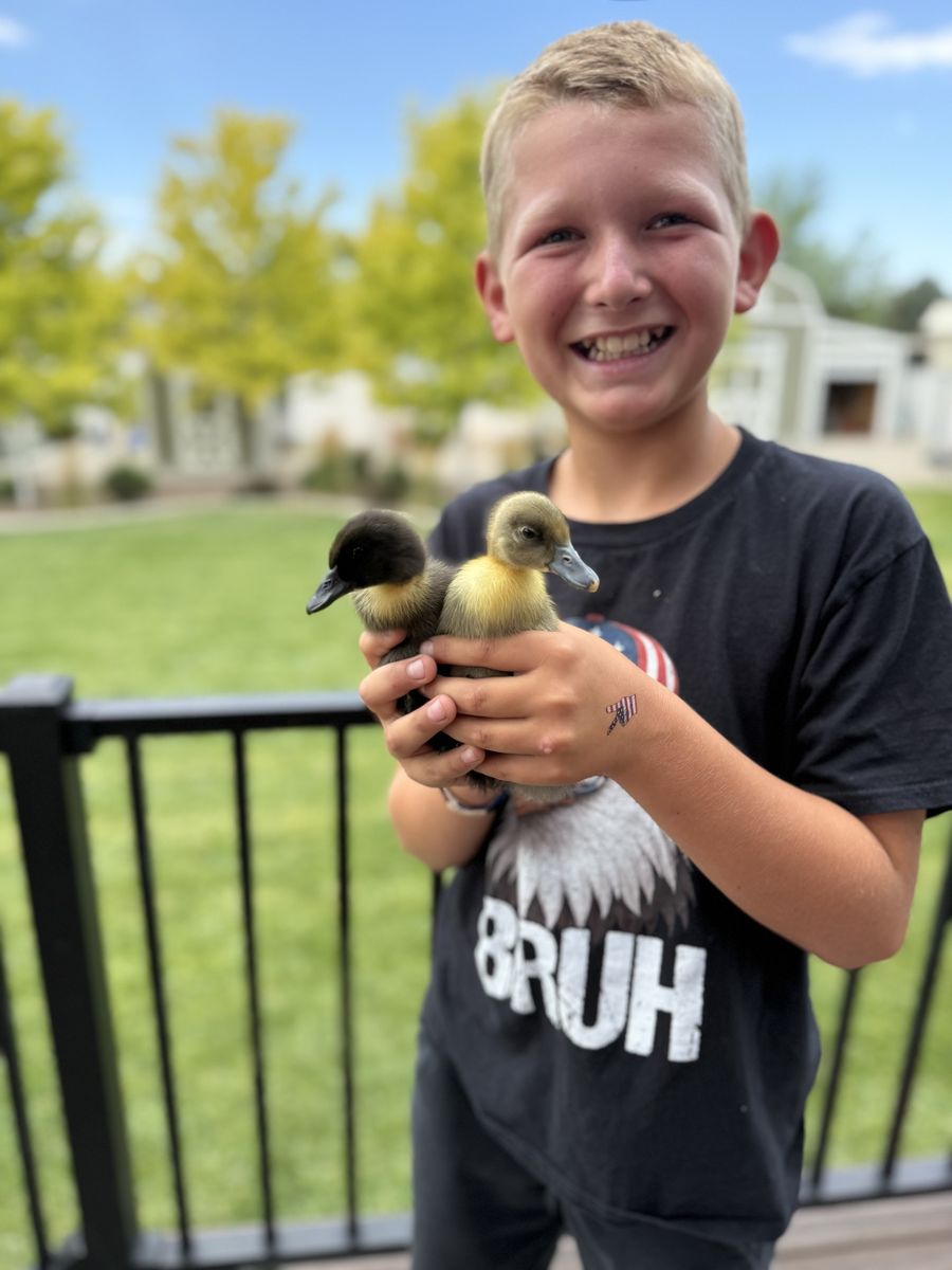 Ducklings