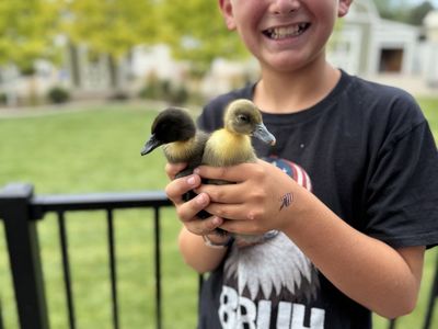 Ducklings