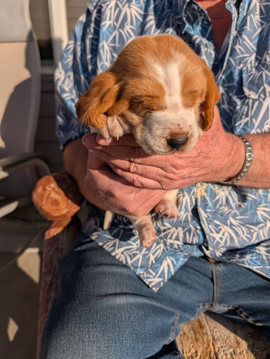 Euro Basset hound puppies