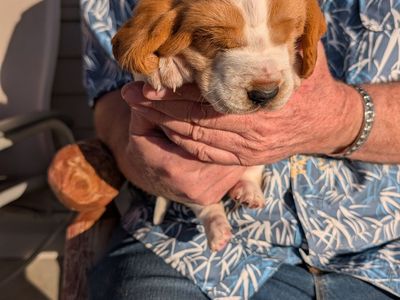 Euro Basset hound puppies