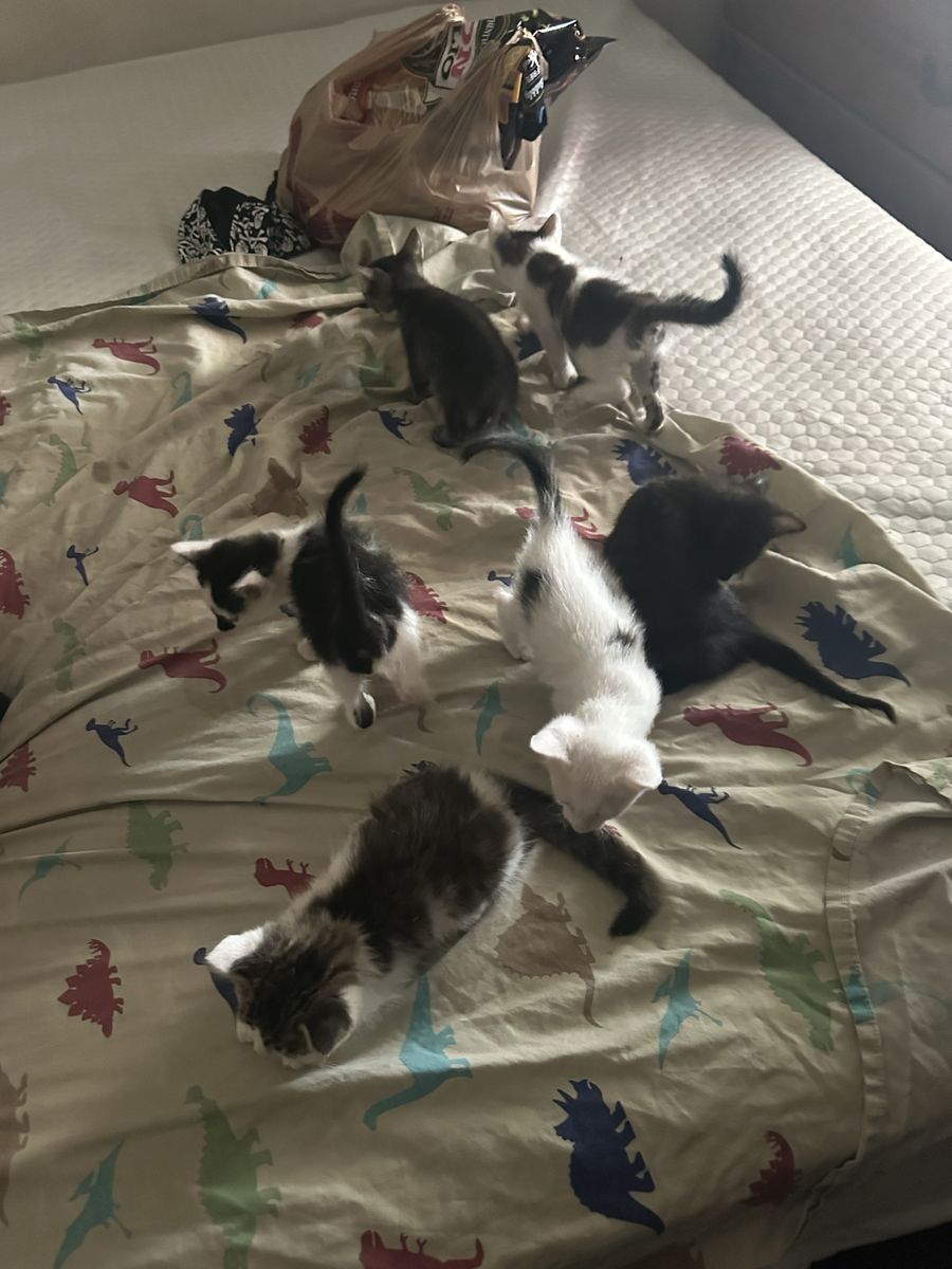 Free kittens