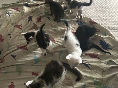 Free kittens