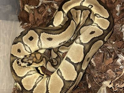 Ball Python