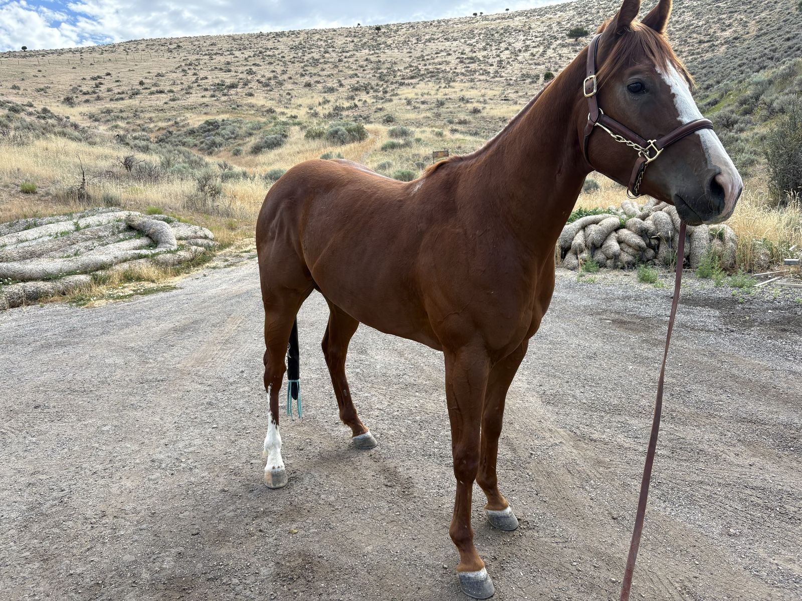 3 Year Old Sorrel Gelding