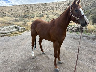 3 Year Old Sorrel Gelding