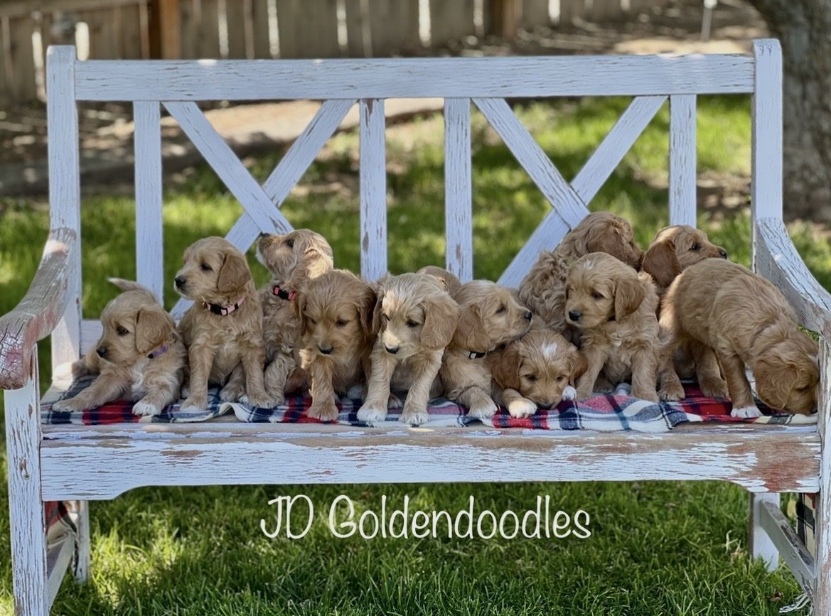 Adorable F1 Mini/Medium Goldendoodle puppies