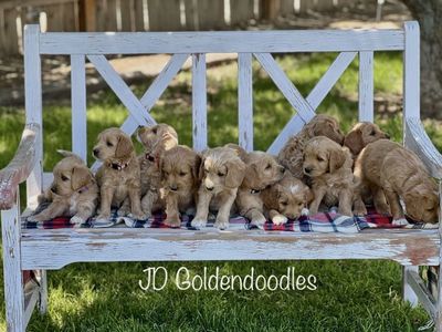 Adorable F1 Mini/Medium Goldendoodle puppies