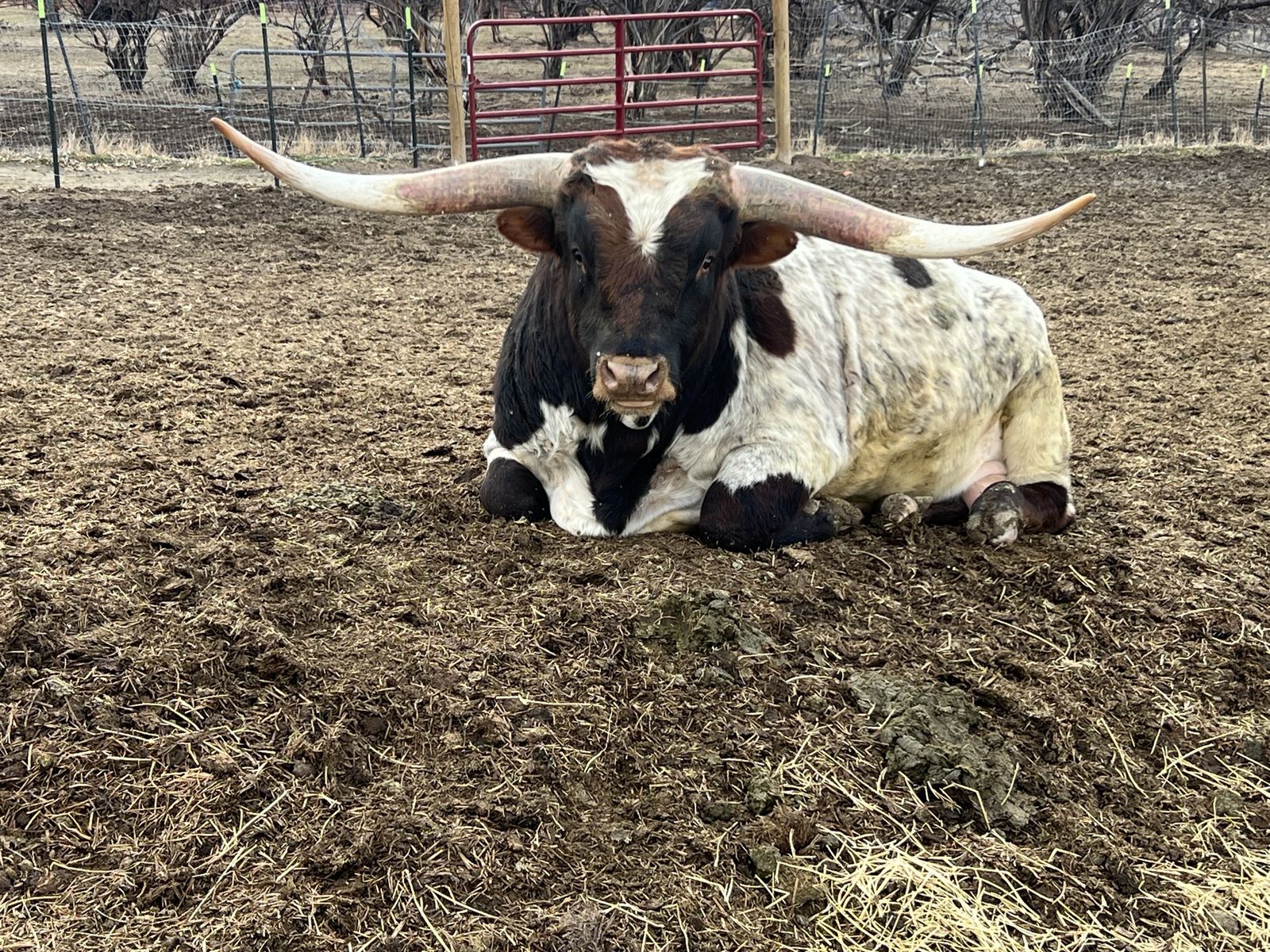 Longhorn cattle