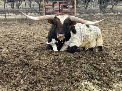Longhorn cattle