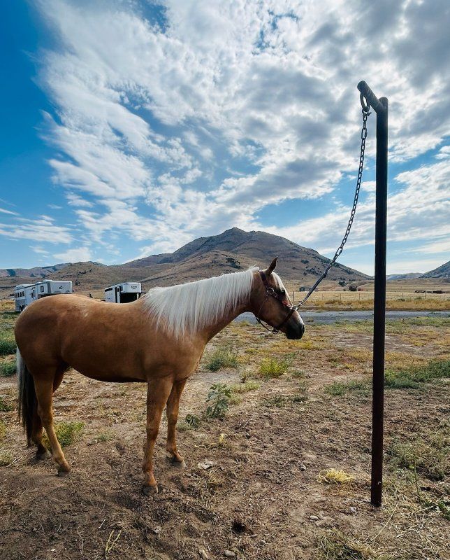 Horse Patience pole