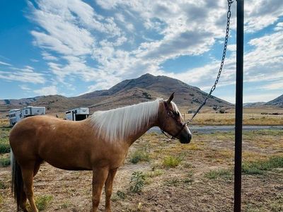 Horse Patience pole
