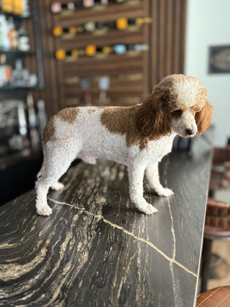 Darling Cavapoo Boy 19 Months Old