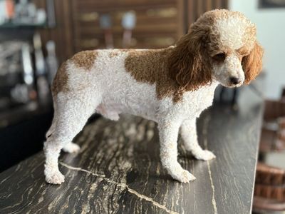 Darling Cavapoo Boy 19 Months Old