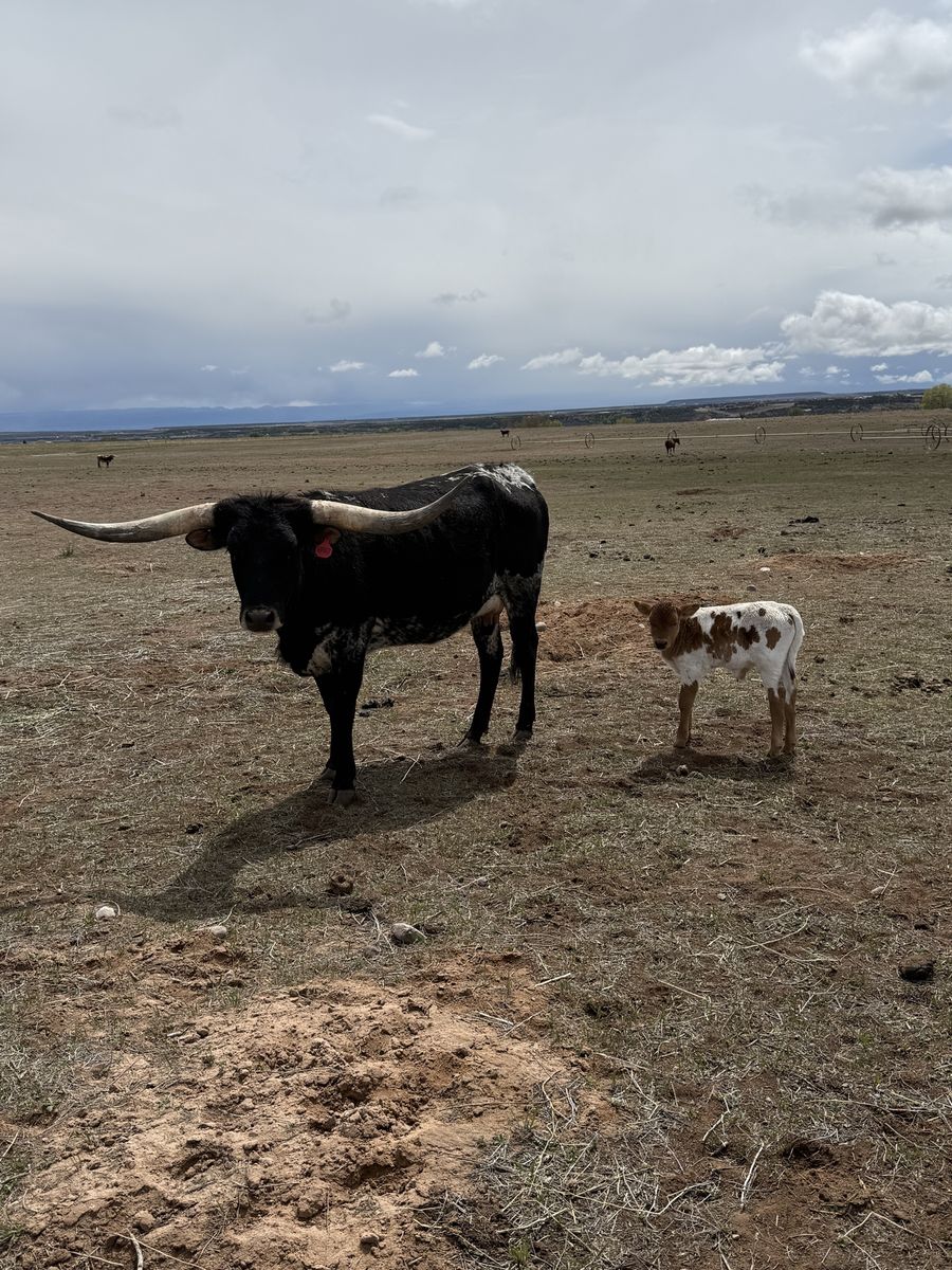 Registered Texas Longhorns