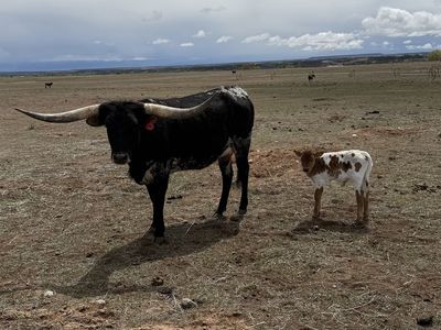 Registered Texas Longhorns