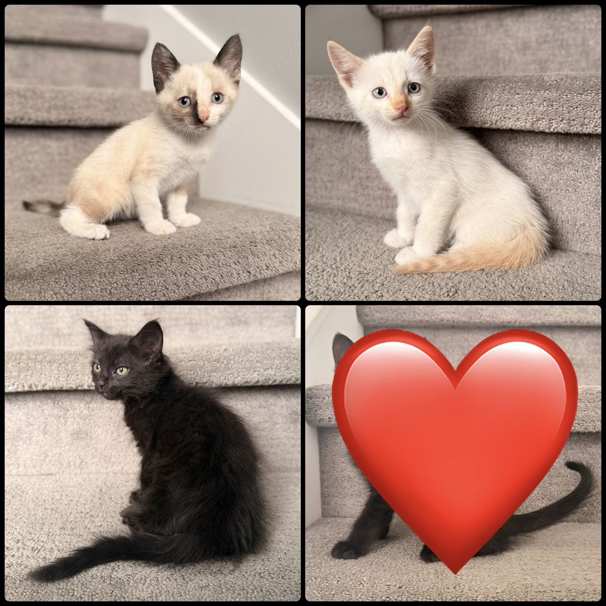 Vaccinated Kittens 8 Weeks Old