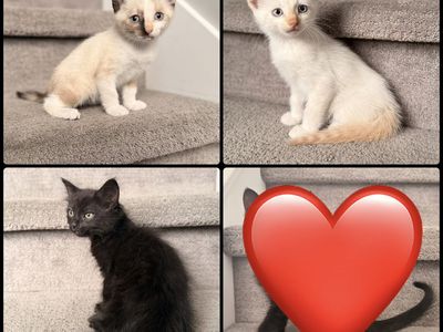 Vaccinated Kittens 8 Weeks Old