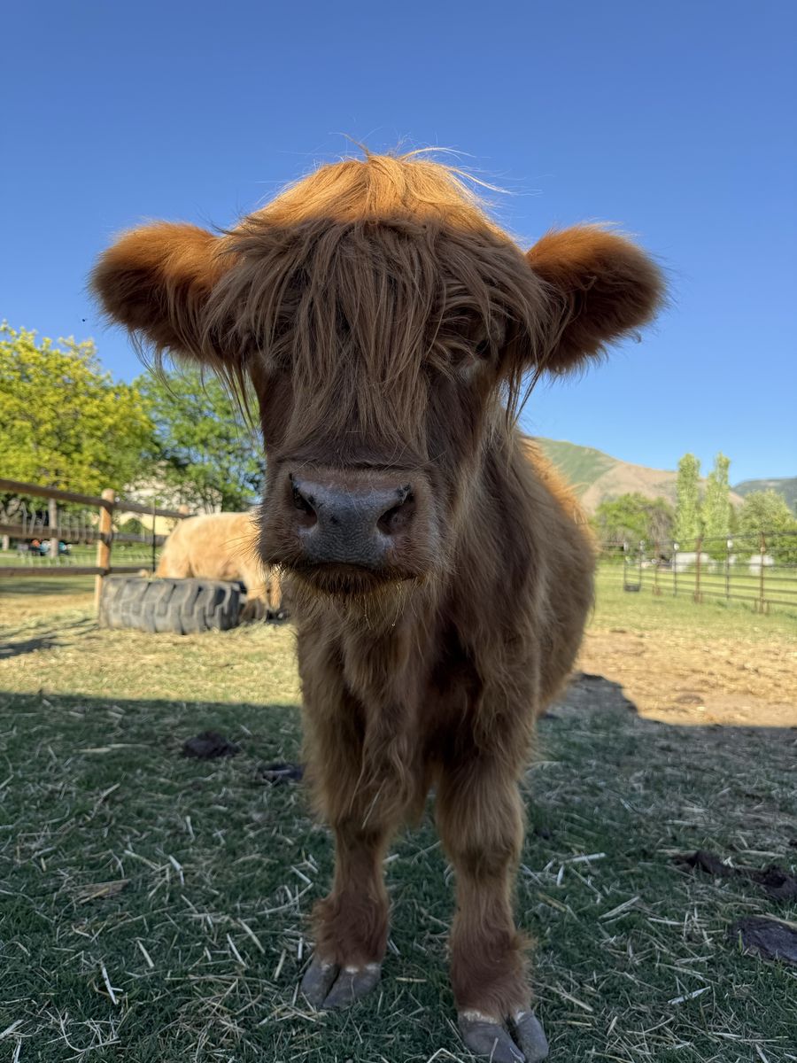 Highland Steer | 3.5 Years Old | Gentle | Long Hair | $2,800