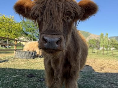 Highland Steer | 3.5 Years Old | Gentle | Long Hair | $2,800